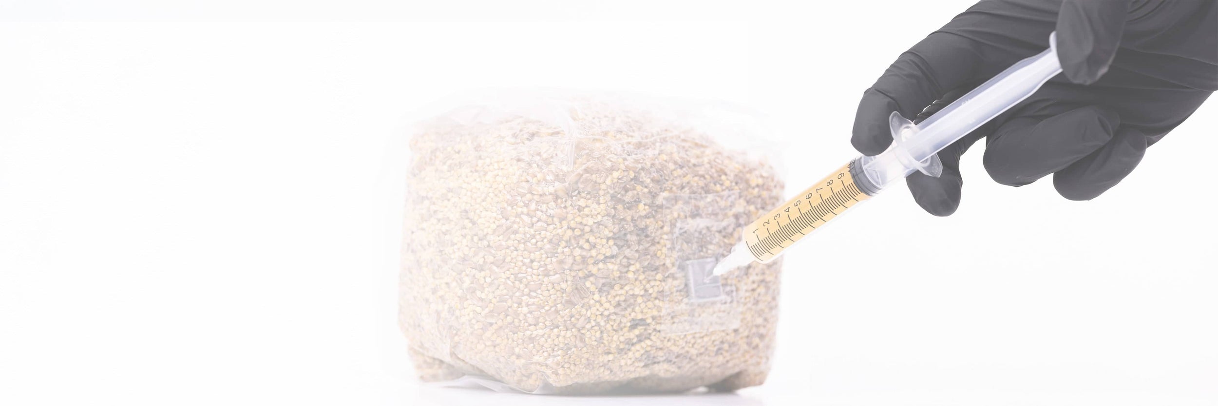 A gloved hand injects a syringe with liquid into a plastic bag filled with grain, likely for a cultivation or inoculation process.
