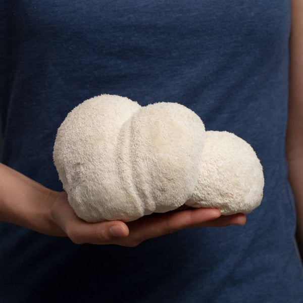 Grow, Find, and Use Lion's Mane Mushrooms