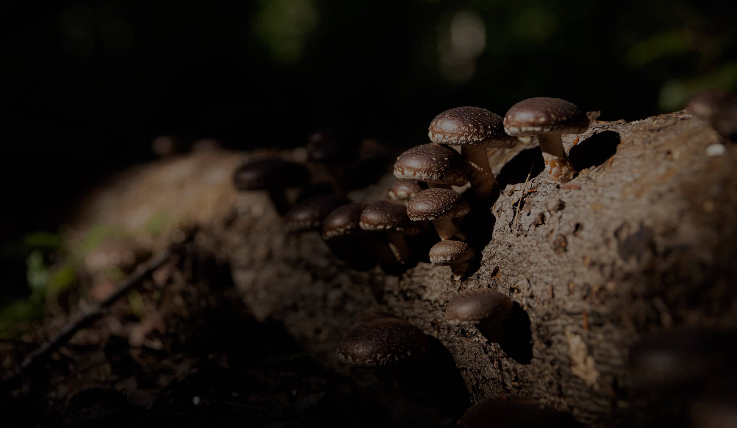 A cluster of brown mushrooms growing on a fallen tree trunk in a forest, with a dark and shadowy background.