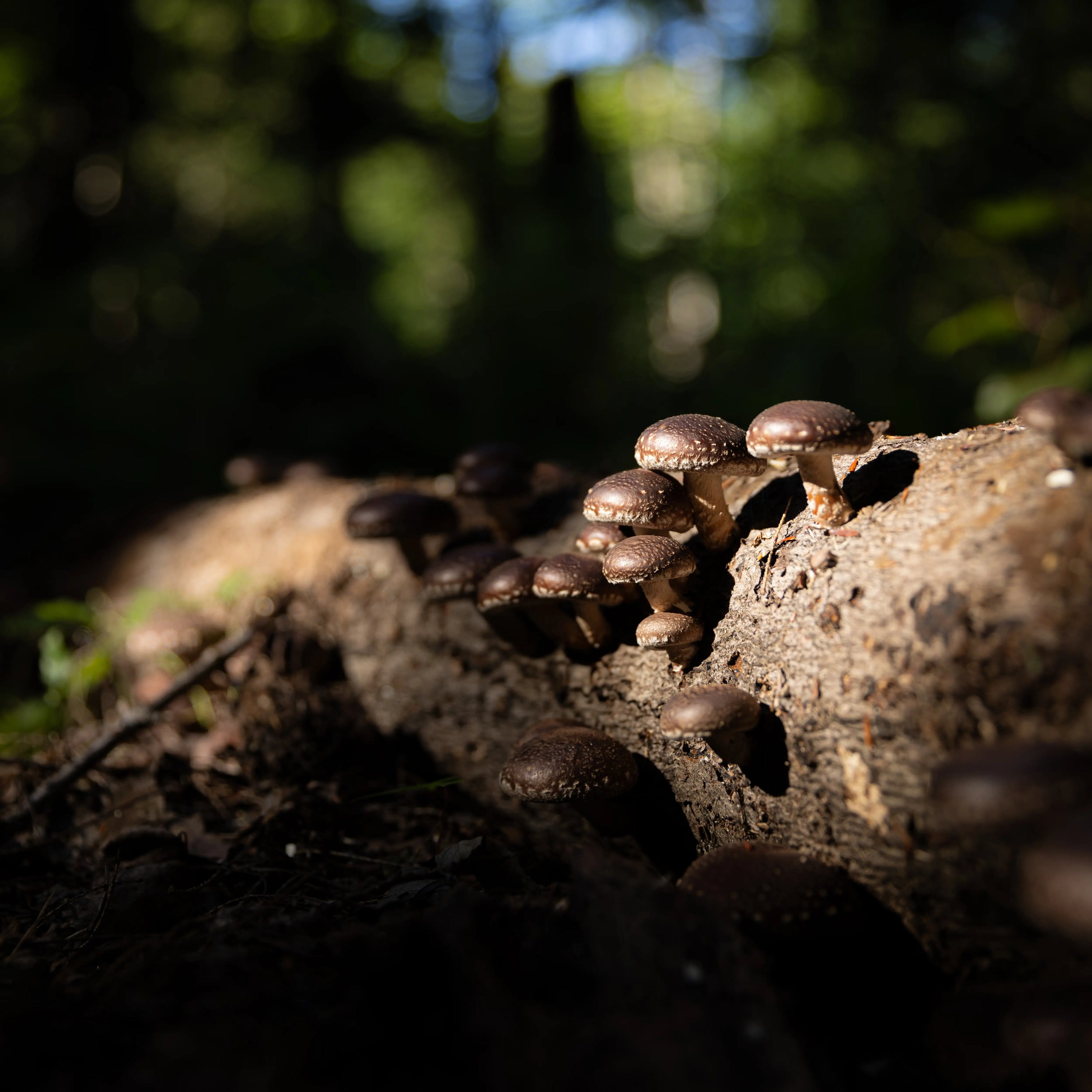 A cluster of small brown mushrooms grows on a fallen tree trunk in a forest, with sunlight highlighting part of the scene.