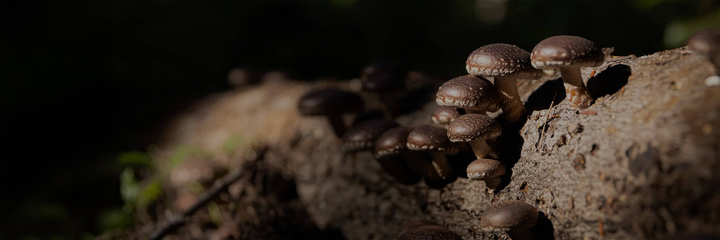 A cluster of dark brown mushrooms growing on a fallen tree trunk in a forest, with sunlight highlighting the fungi and a blurred background.