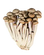 A cluster of long-stemmed mushrooms with light-colored stalks and small brown caps, arranged closely together on a white background.