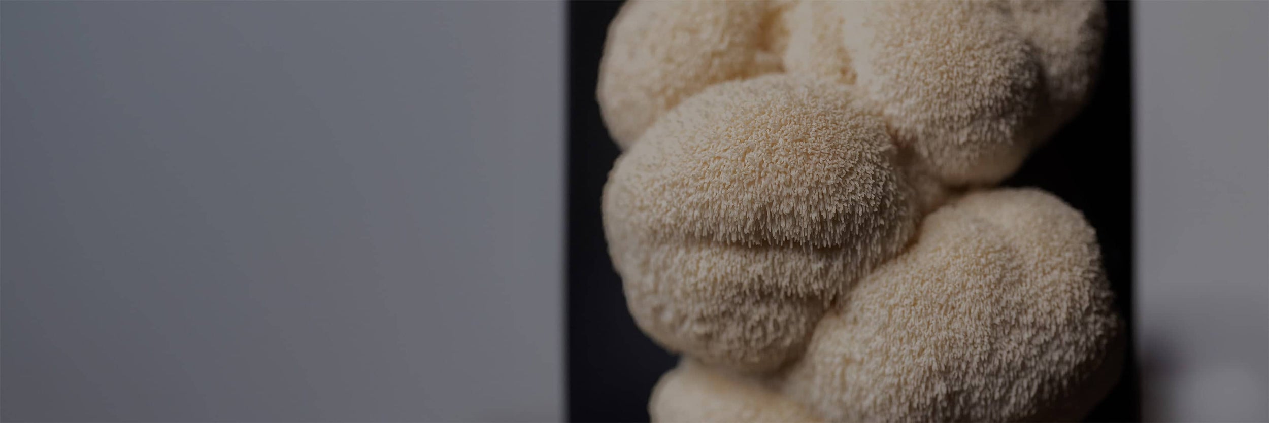 Close-up of a cluster of light beige, fuzzy, round lion’s mane mushrooms against a dark background.