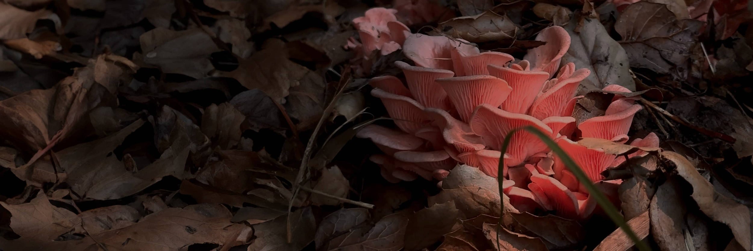 A cluster of pink mushrooms grows among dry brown leaves on the forest floor, partially illuminated by soft light.
