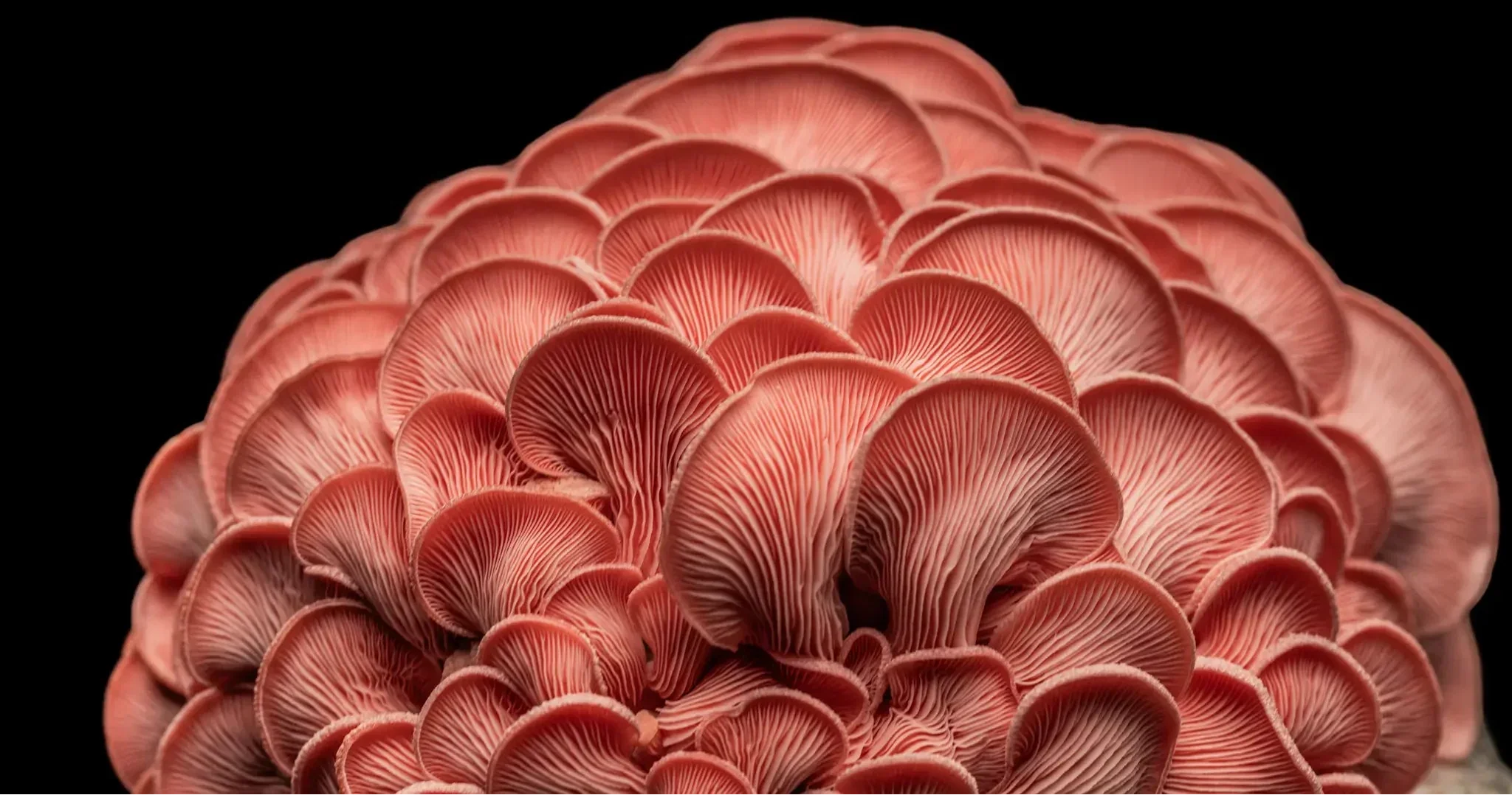 Close-up of a cluster of pink oyster mushrooms, showing their delicate, curved gills and layered caps against a black background.