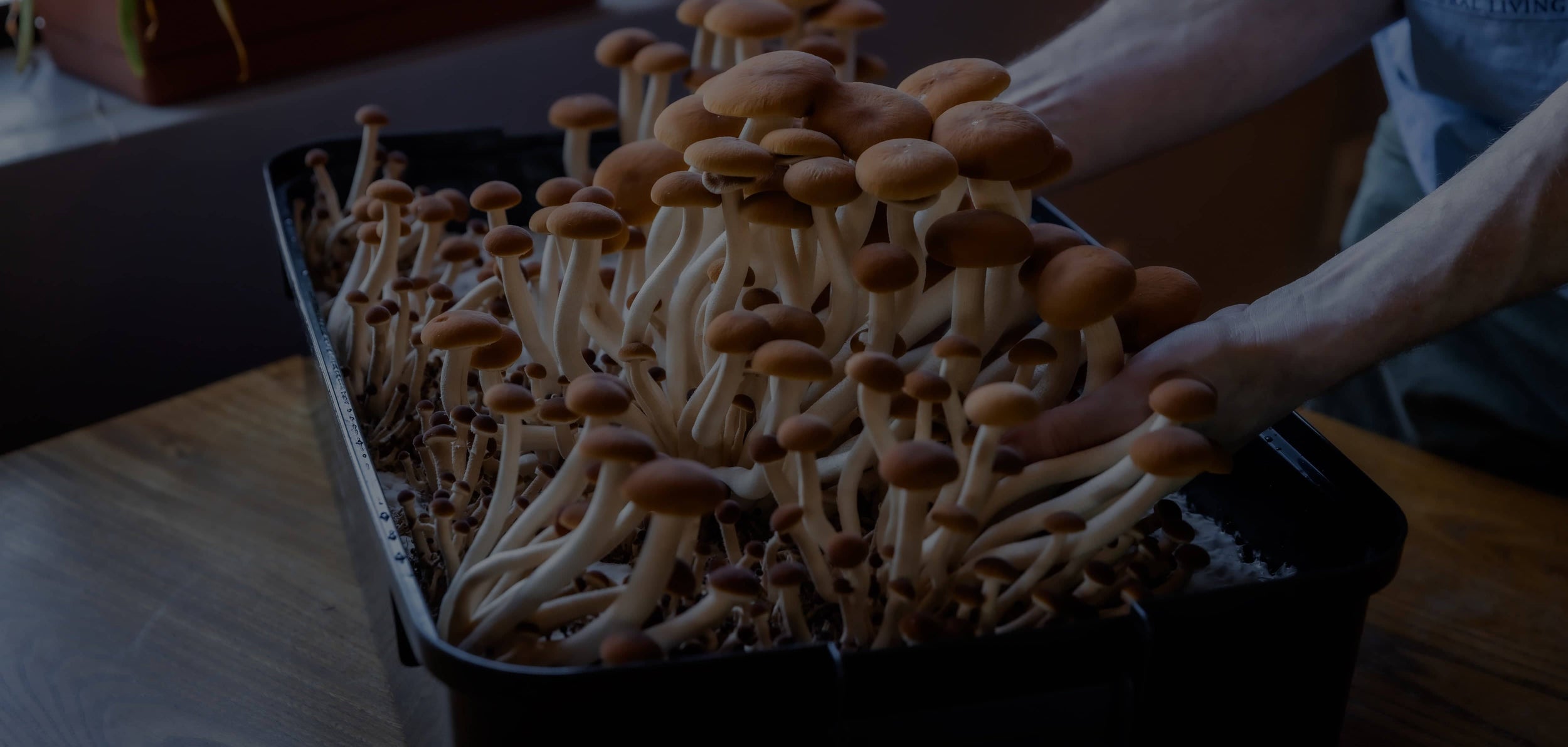 A person harvesting a large cluster of tall, brown-capped mushrooms growing in a black rectangular container indoors.