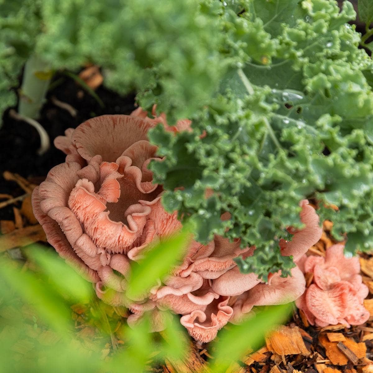 Pink oyster mushrooms growing on mulch beneath leafy green kale in a garden, partially obscured by foliage.