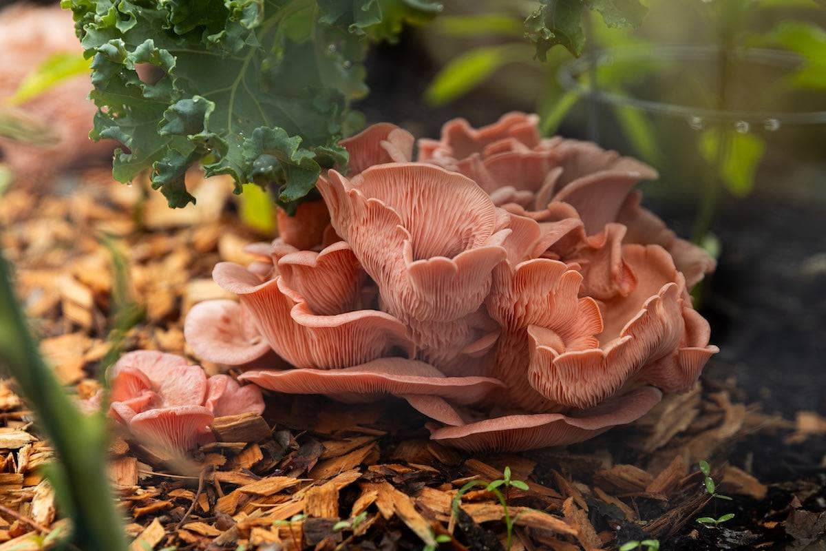 Pink mushrooms with ruffled caps grow on mulch among green leafy plants in a garden setting.