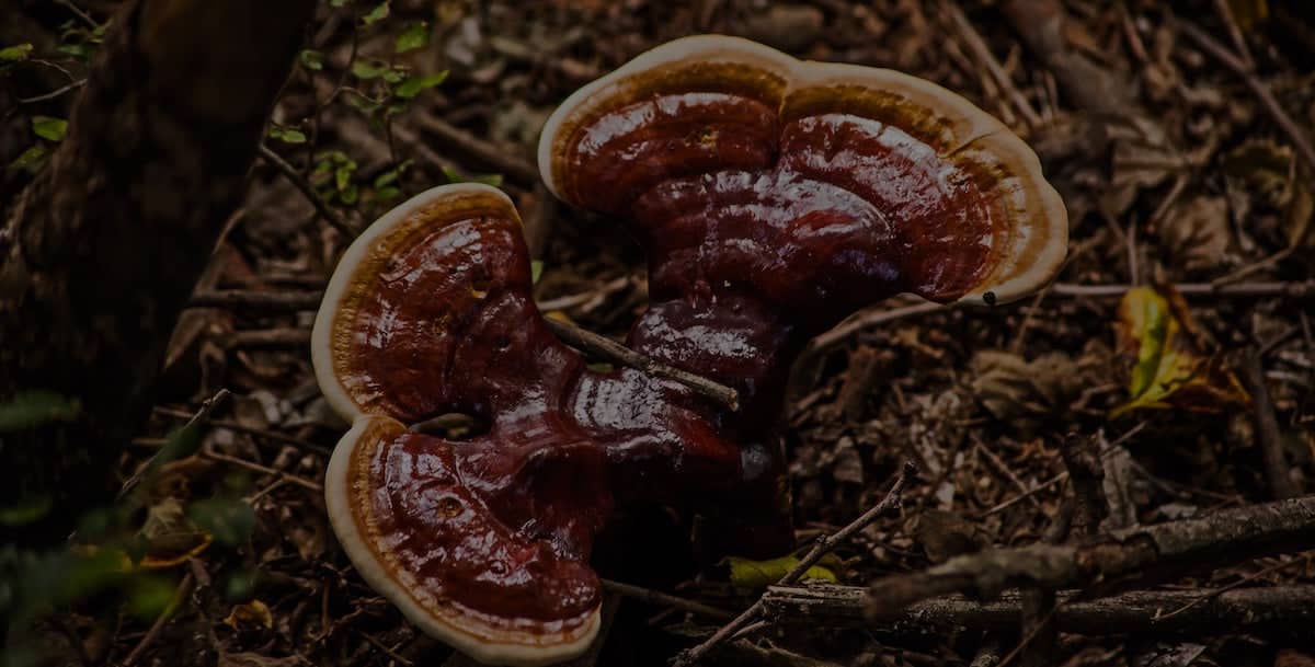A large, glossy, reddish-brown mushroom with cream edges grows on the forest floor among twigs and leaves.