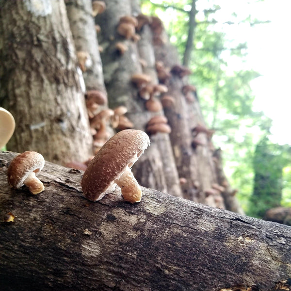 How to Grow Shiitake on Logs