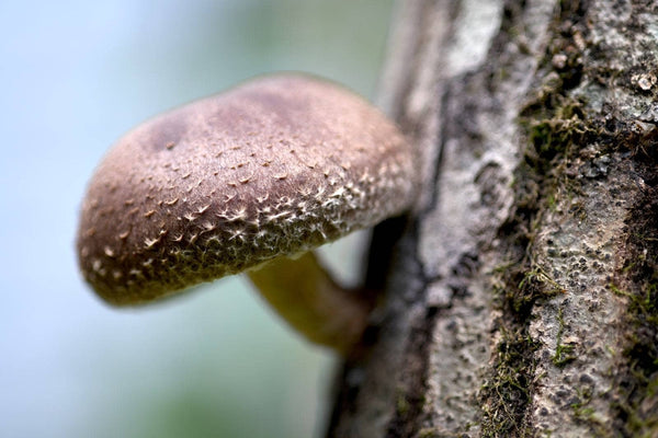 How to Grow Mushrooms in Fall