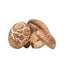 Shiitake