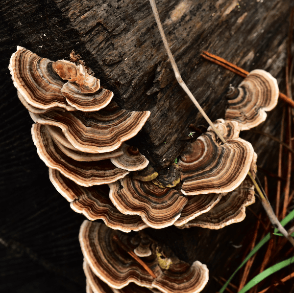 Find, Grow, and Use Turkey Tail Mushrooms