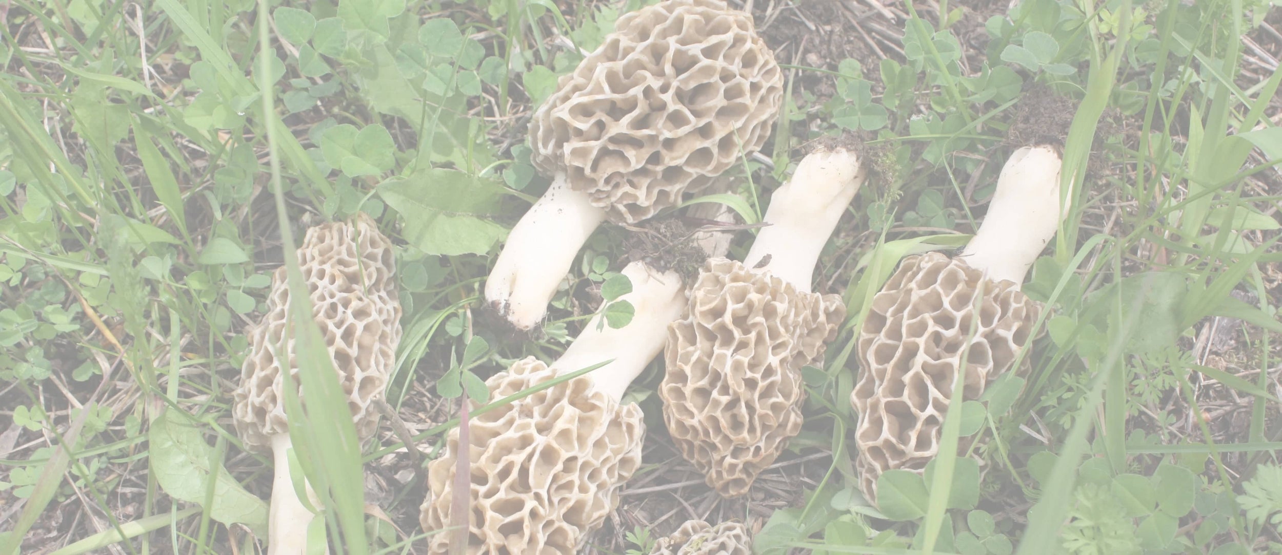 Six morel mushrooms with honeycomb caps and white stems lie on grass and leafy plants outdoors.