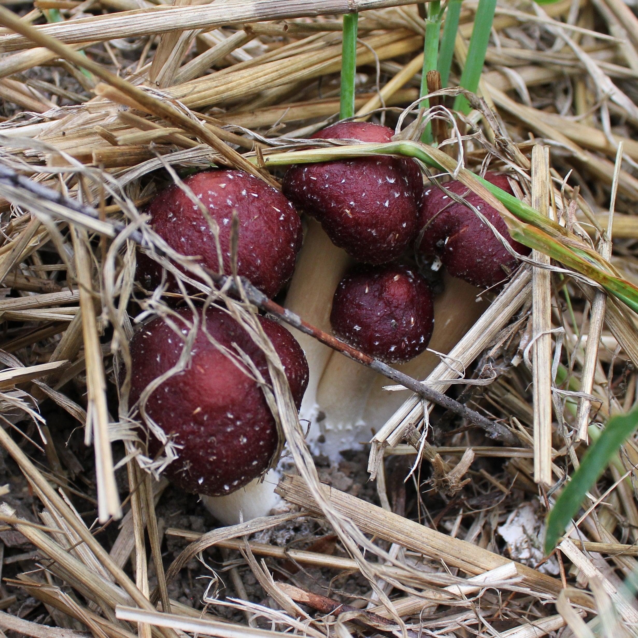 Several dark red, rounded mushrooms with white speckles grow clustered together among dry, yellowish grass and green blades.