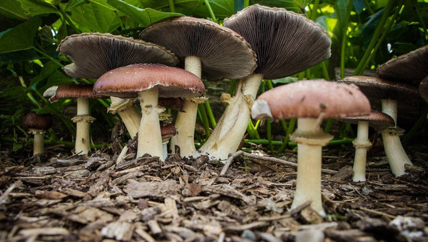 Several brown-capped mushrooms with white stems grow among wood chips and green plants in a forest or garden setting, viewed from ground level.