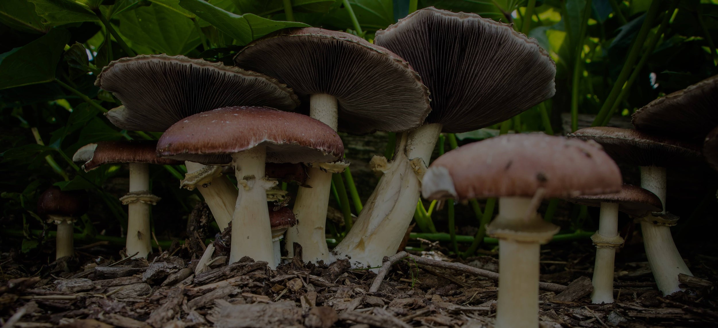 Several brown-capped mushrooms with white stems growing closely together on the forest floor among wood chips and green plants.
