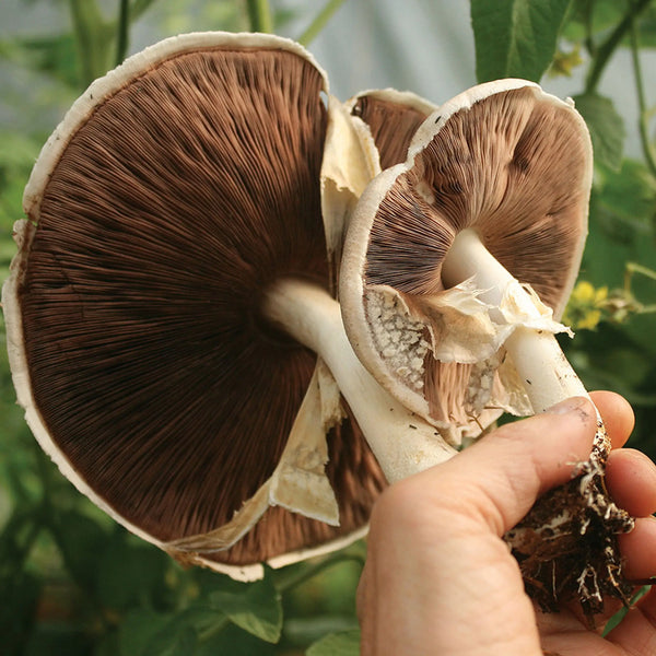 Almond Agaricus