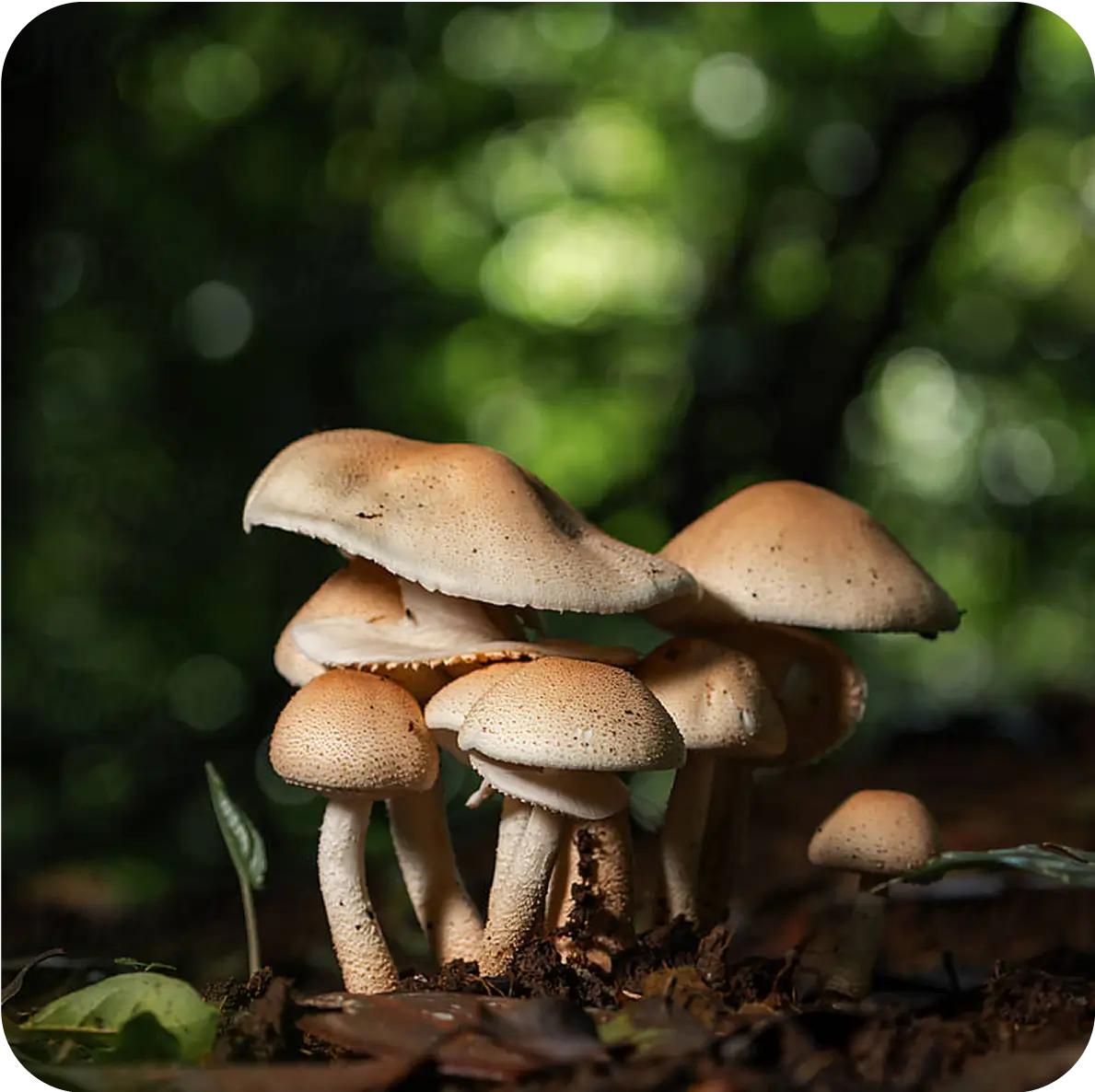 A cluster of light brown mushrooms grows from the forest floor, surrounded by leaves, with a blurred green and dark background.
