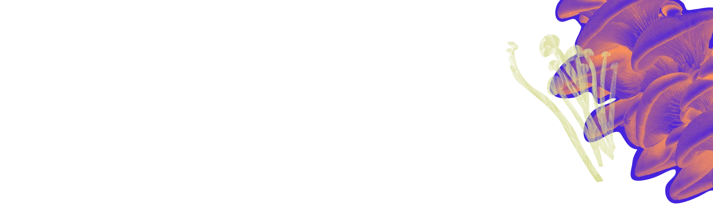 Abstract orange and purple flowers with pale yellow stems on the right side of a white background; left side is empty.