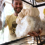 Image thumbnail: BoomRoom x Fruiting Blocks Bundle