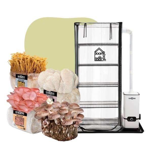 BoomRoom x Fruiting Blocks Bundle