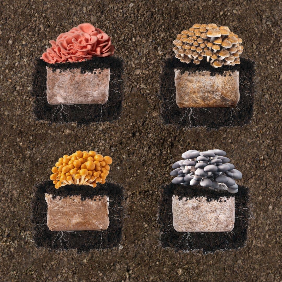 Build a Plant & Grow 4-Pack Bundle