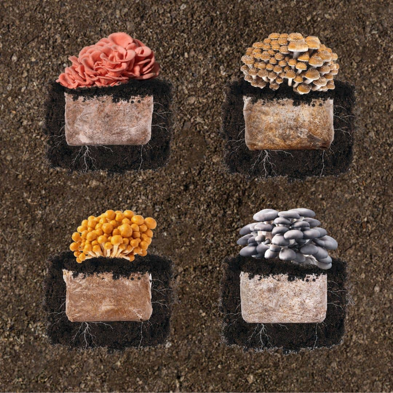 Build a Plant & Grow 4-Pack Bundle
