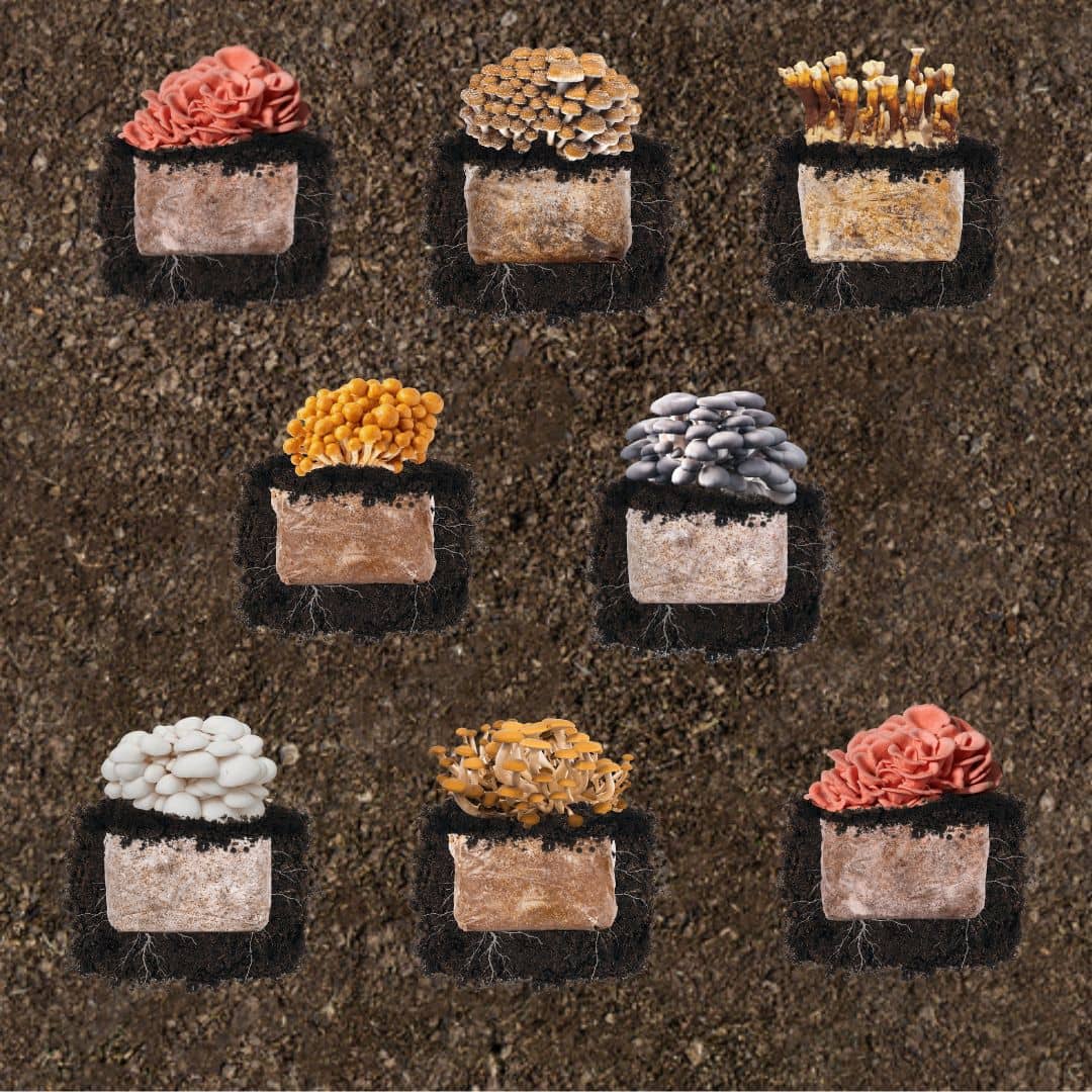 Build a Plant & Grow 8-Pack Bundle