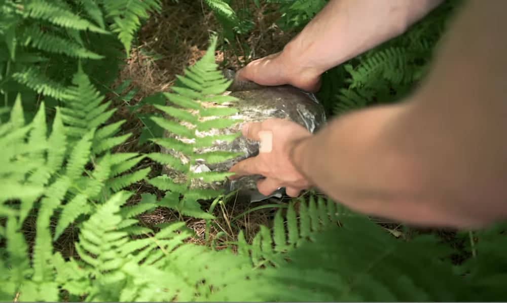 A person’s hands are placing a large, wrapped object on the ground among green ferns in a forested area.