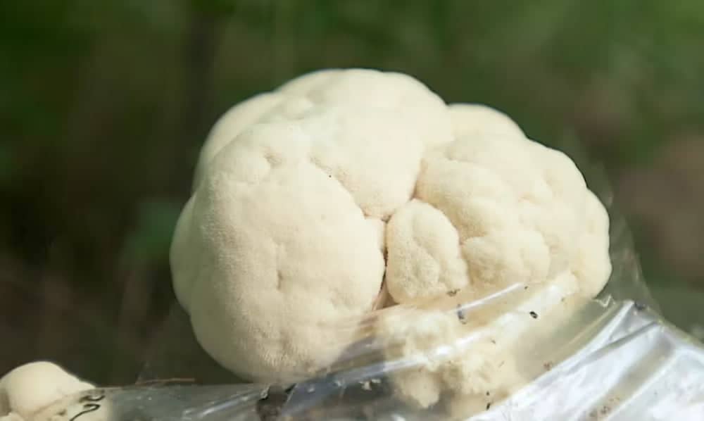 A close-up of a white, brain-shaped mushroom growing outdoors, with soft, rounded lobes and a blurred green background.