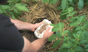 A person places a seed potato into soil surrounded by straw and green potato plants, preparing for planting.