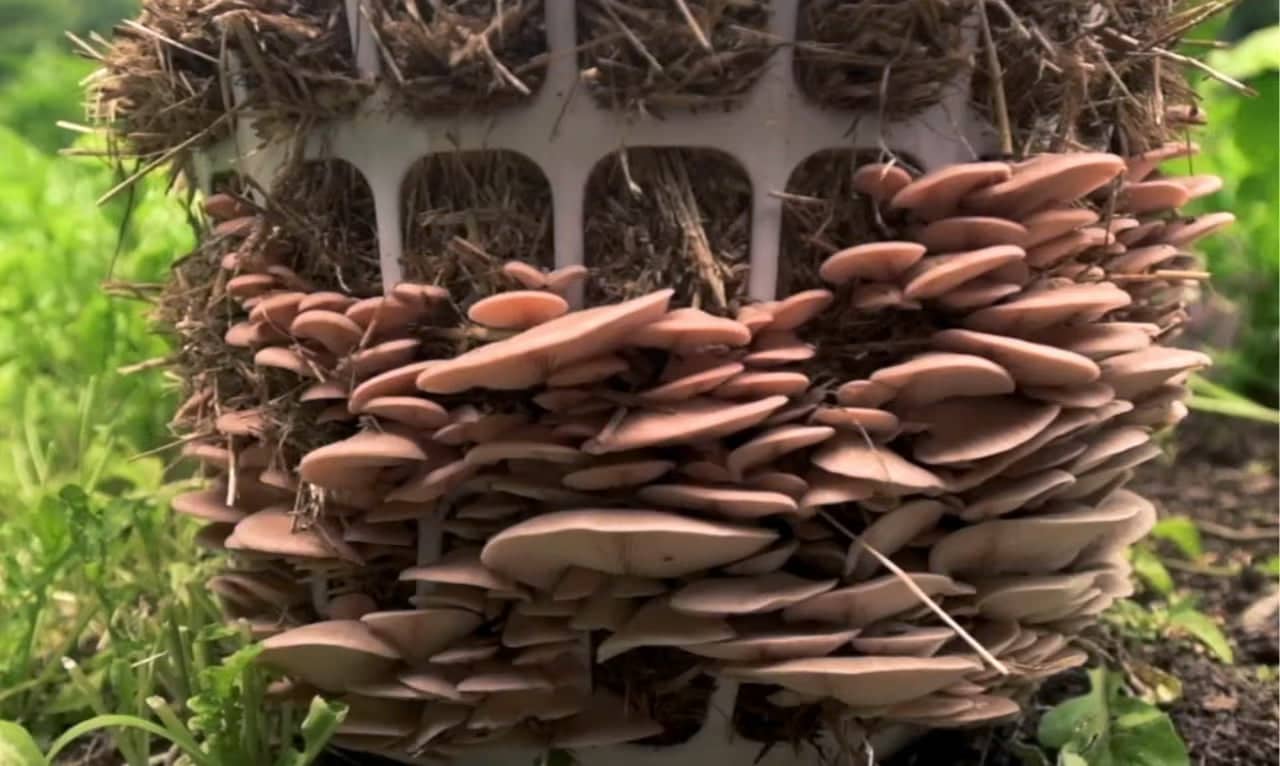 A plastic basket covered with straw and clusters of light brown mushrooms growing densely from its sides, surrounded by green grass.