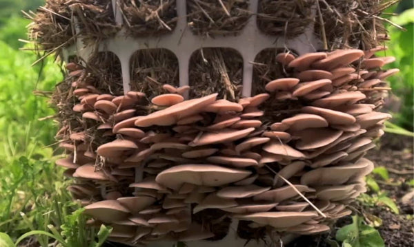 Grow Mushrooms in Buckets & Containers