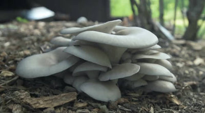 A cluster of light gray oyster mushrooms growing from soil and wood chips outdoors, with green foliage visible in the blurred background.