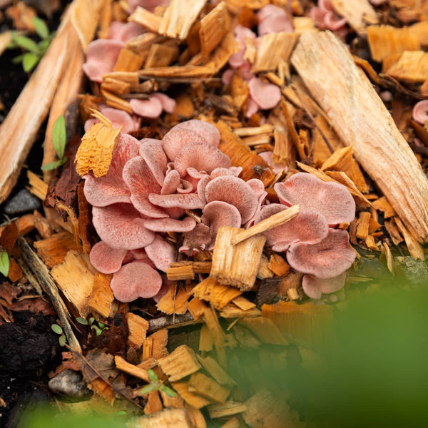 When and Where to Plant Mushrooms Outdoors