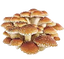 A cluster of brown mushrooms with white spots on their caps, growing closely together against a white background.