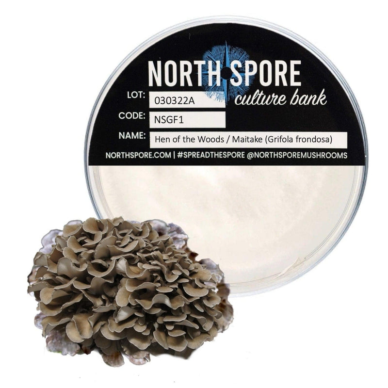 Culture Hen of the Woods (Maitake) Plate Culture