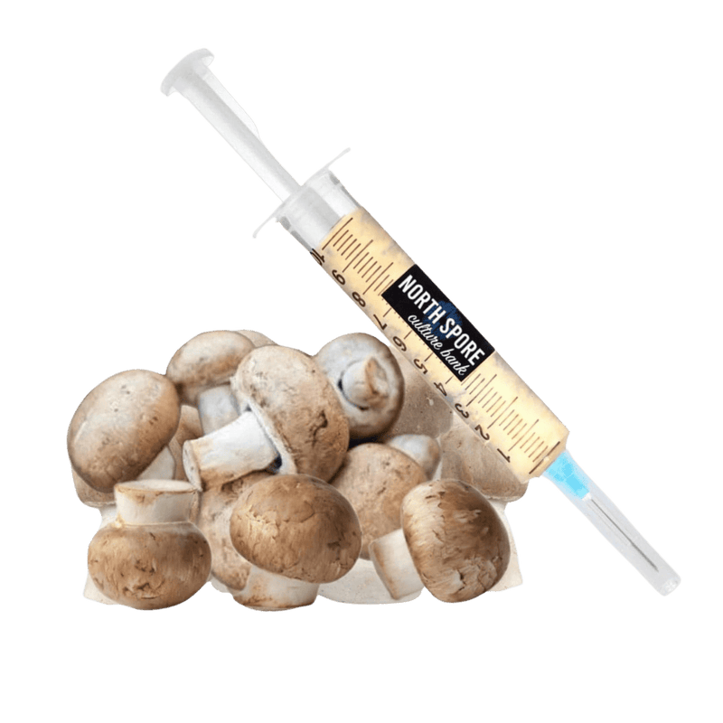 Culture Organic Almond Agaricus Mushroom Liquid Culture Syringe