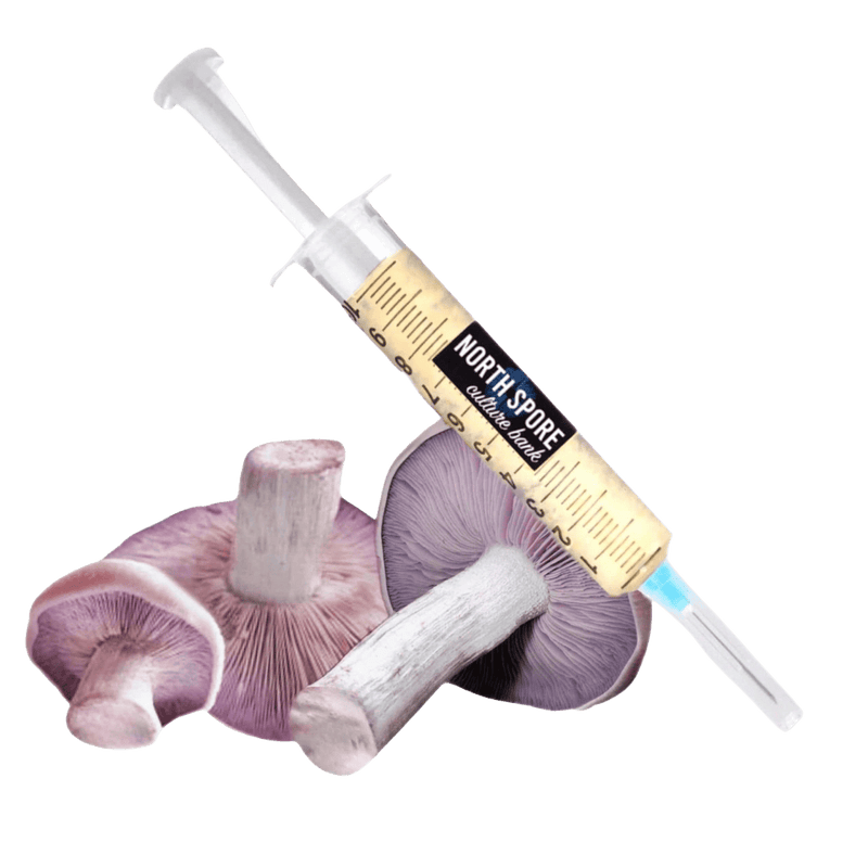 Culture Organic Blewit Mushroom Liquid Culture Syringe