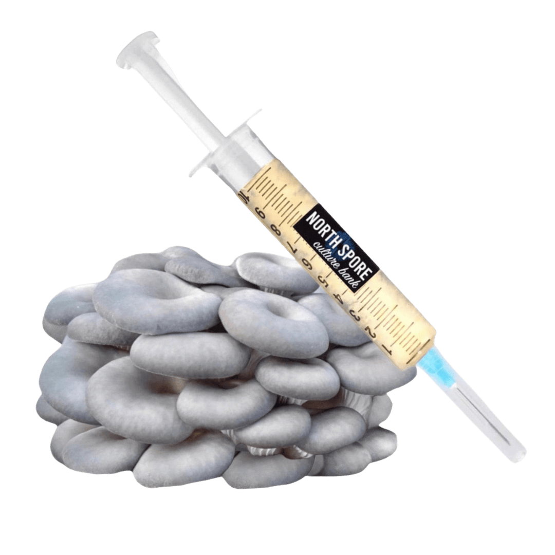 Culture Organic Blue Oyster Mushroom Liquid Culture Syringe