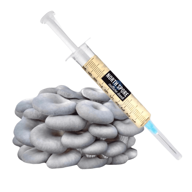 Culture Organic Blue Oyster Mushroom Liquid Culture Syringe