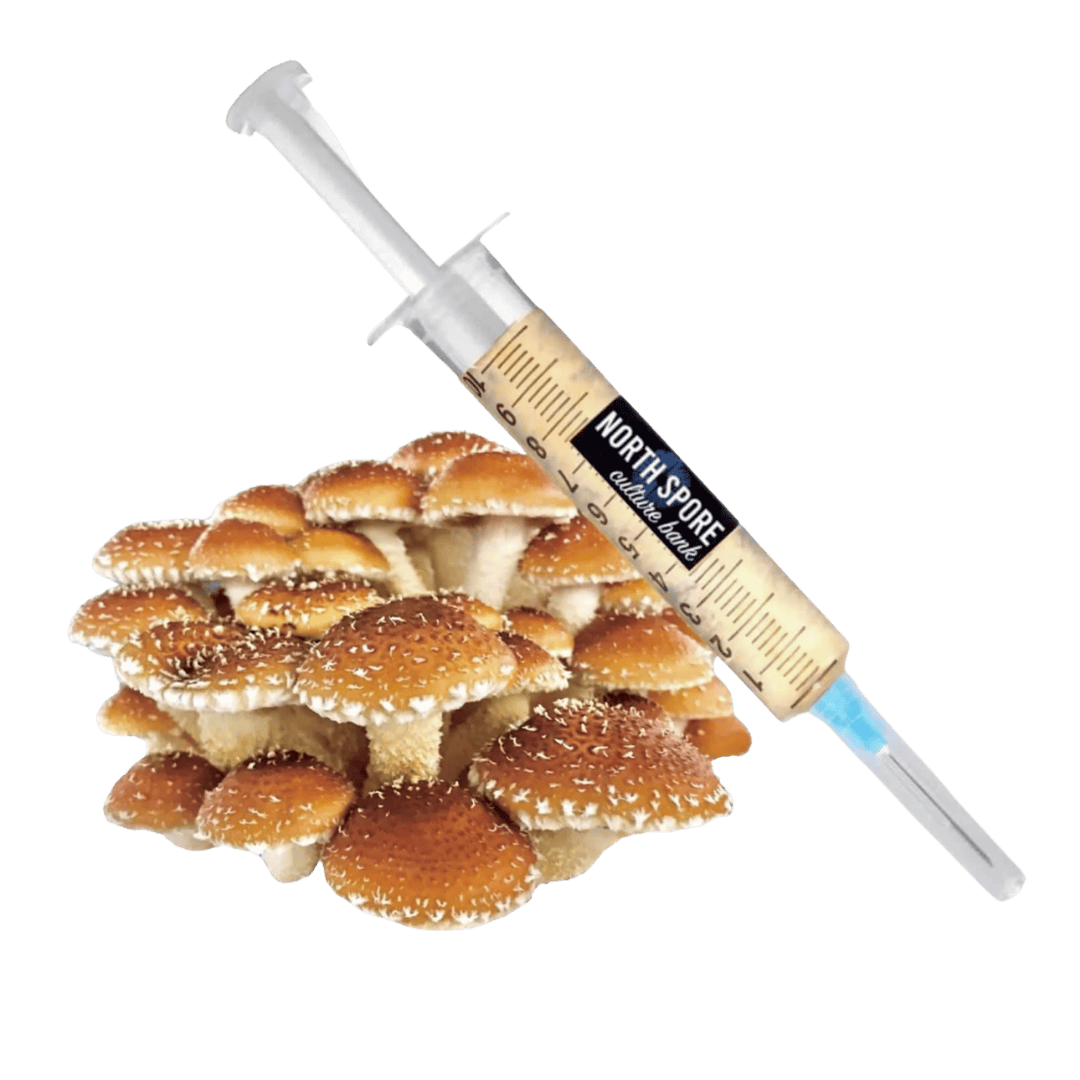 Culture Organic Chestnut Mushroom Liquid Culture Syringe