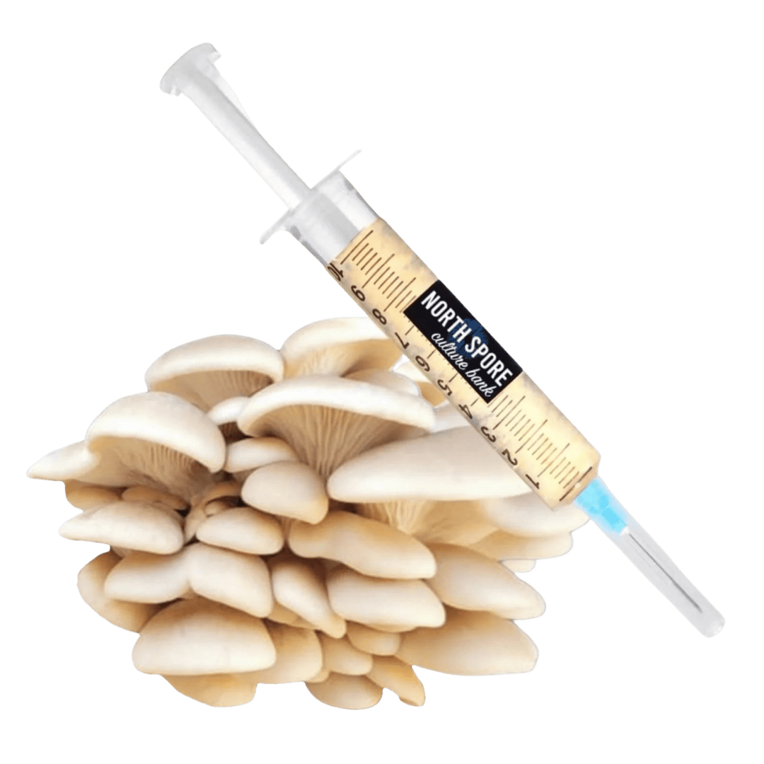 Culture Organic Elm Oyster Mushroom Liquid Culture Syringe
