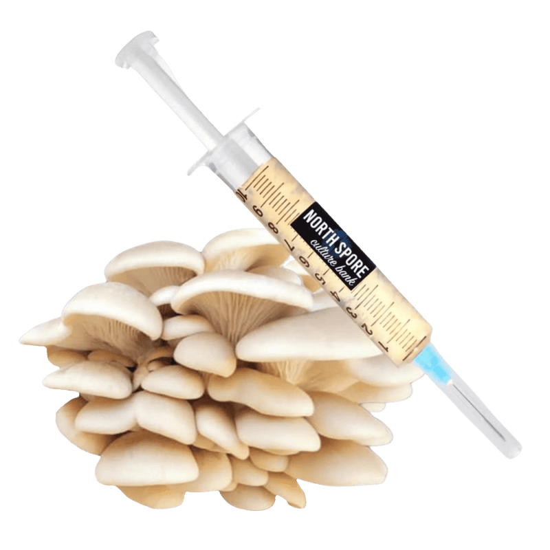 Culture Organic Elm Oyster Mushroom Liquid Culture Syringe