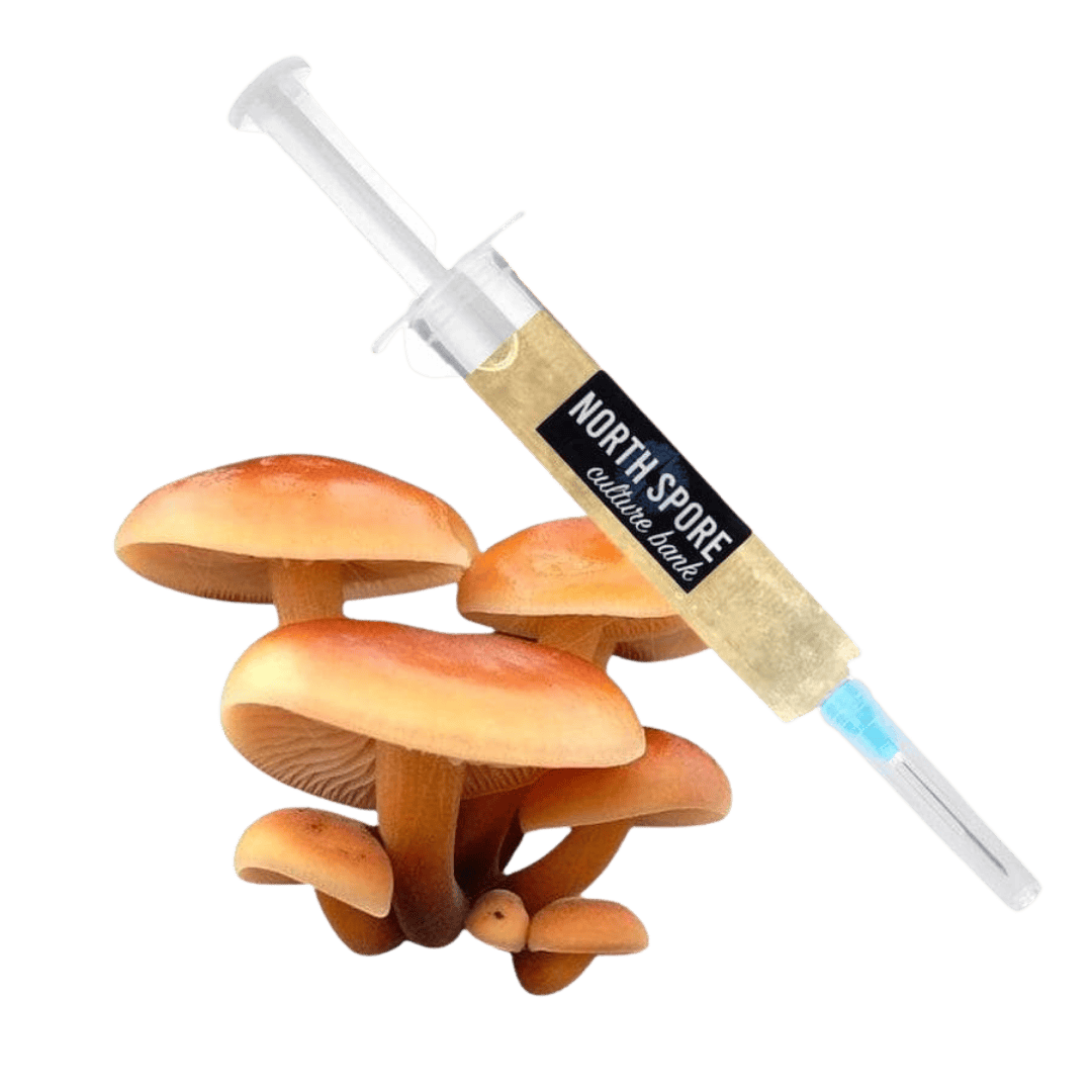 Culture Organic Golden Enoki Mushroom Liquid Culture Syringe