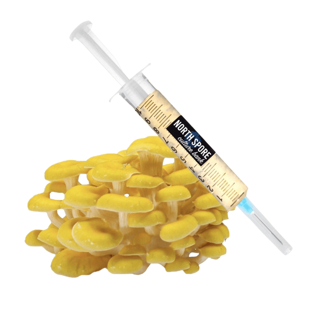 Culture Organic Golden Oyster Mushroom Liquid Culture Syringe