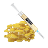 Image thumbnail: Culture Organic Golden Oyster Mushroom Liquid Culture Syringe