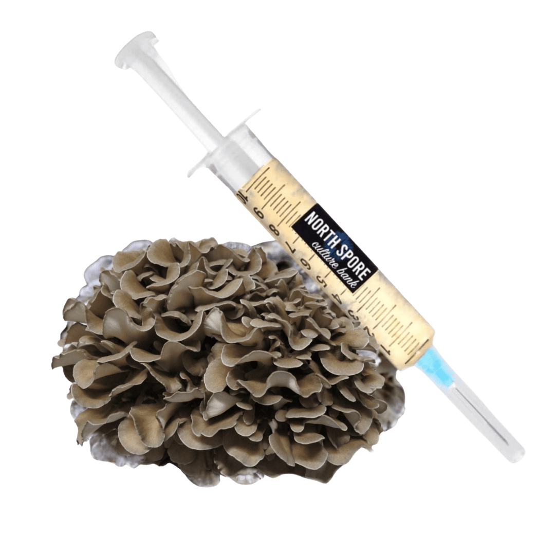 Culture Organic Hen of the Woods (Maitake) Liquid Culture Syringe
