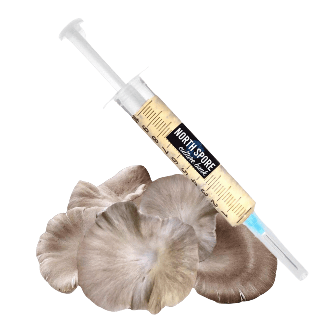 Culture Organic Italian Oyster Mushroom Liquid Culture Syringe